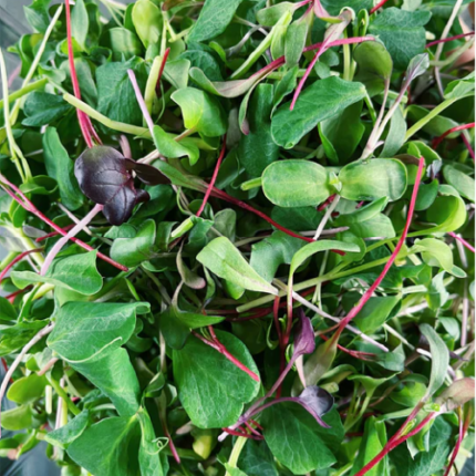 Funny Farm Sampler (a mix of favorites-broccoli, kale, sunflower, pea, radish and arugula)