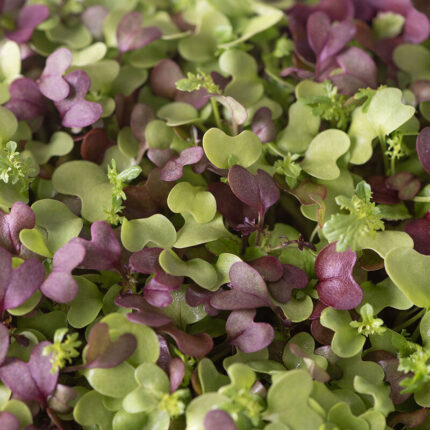 Spicy Salad Microgreen Mix (Broccoli, Kale, Kohlrabi, Arugula, Red Cabbage & Mustard)