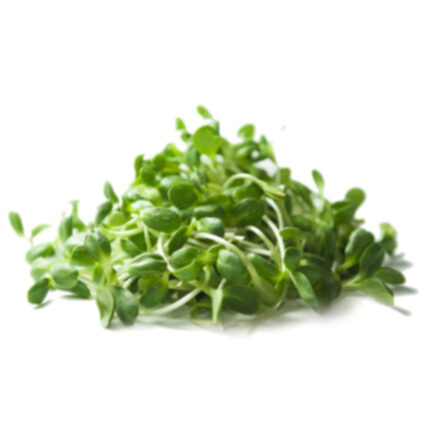 Sunflower Microgreens